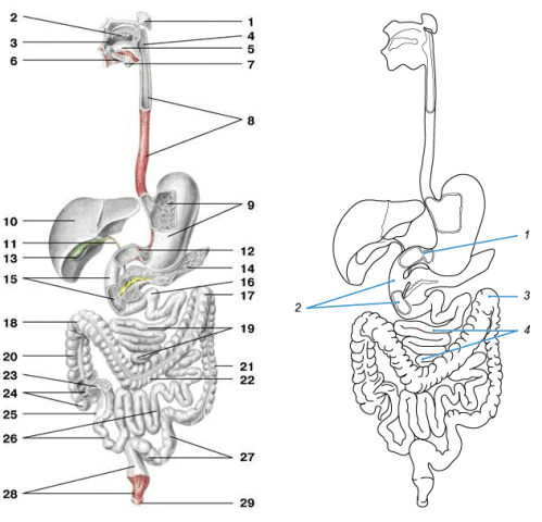На рисунке изображена пищеварительная система человека